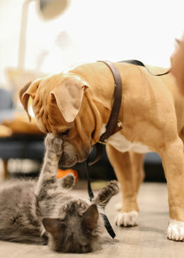 Photo originale